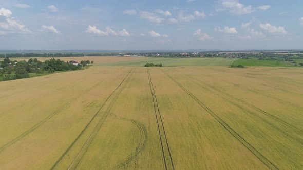 Yellow Wheat Field