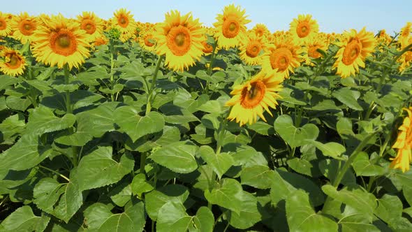 Agricultural field of sunflowers