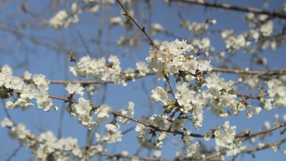 Spring white flowers of a blossoming apple tree 