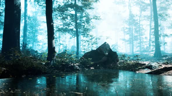 Mist on Pond in Forest with Fog