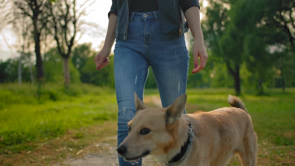 The Dog with No Leash Is Walking Next To Female's Legs in Jeans.