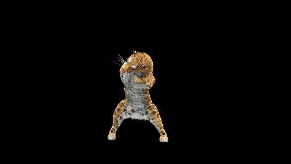 Leopard Dancing 4K