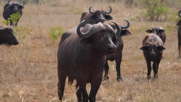 Male Buffalo With His Herd In The Hot Savannah Of Africa In The Wild