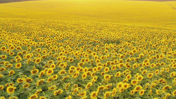 Aerial View of a Blooming Sunflower Field