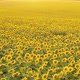 Aerial View of a Blooming Sunflower Field - VideoHive Item for Sale