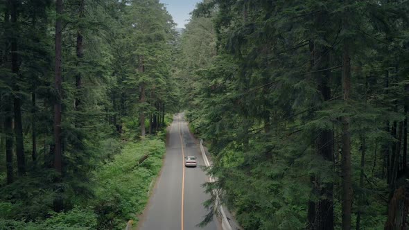 Car Drives Through Dense Woods High Angle