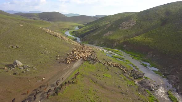 Early in the morning in a village. Shepherd takes the flock to the mountain.