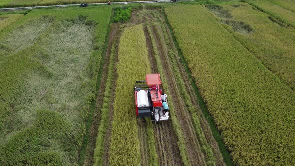 Aerial drone view of combine harvester tractor harvesting rice paddy in the field and harvester load
