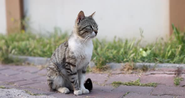 Gray Cat with White Paws and Green Eyes Sits on Street