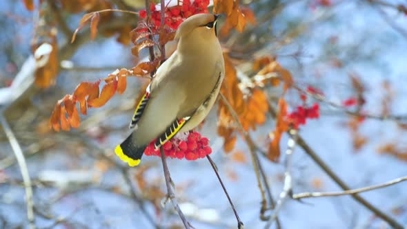 Bohemian Waxwing Birds Eating Rowan Berries