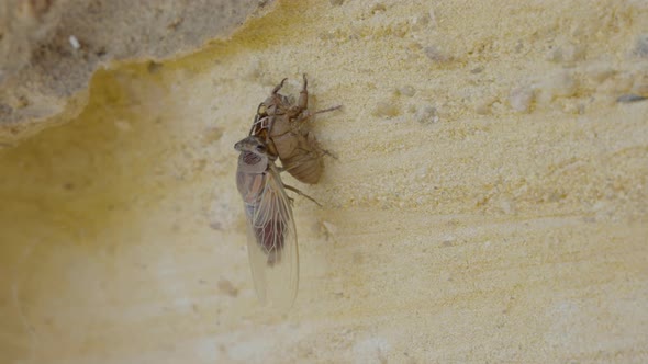 side view of a double drummer cicada at dunns swamp in wollemi national park