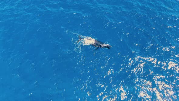 mother humpback whale pushing calf to the surface for after giving birth