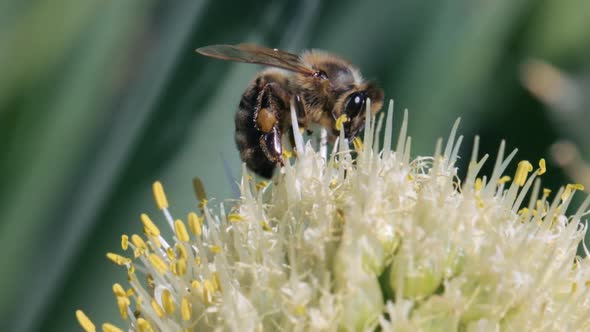 Honey bee collecting nectar and pollen