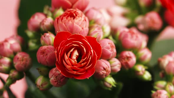 Timelapse of Blooming Red Flower Beautiful Opening Up Timelapse of Growing Blossom Big Flower on