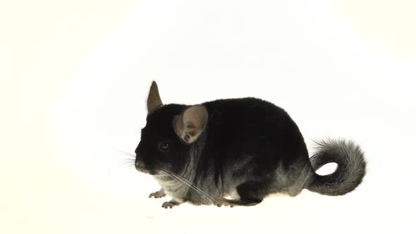 Gray Chinchilla at White Background