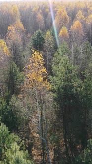 Vertical Video of a Beautiful Forest in the Afternoon Aerial View