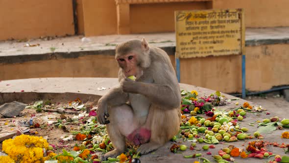Monkey Indian Monkey Monkey Eating Fruits Garbage Indian Streets Monkeys on Indian Street