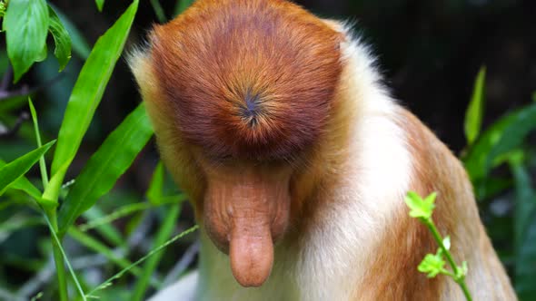 Wild Proboscis monkey or Nasalis larvatus, in rainforest of Borneo, Malaysia