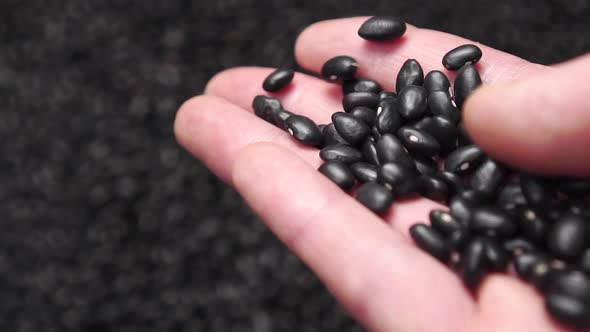 Closeup of black beans falling from the hand 