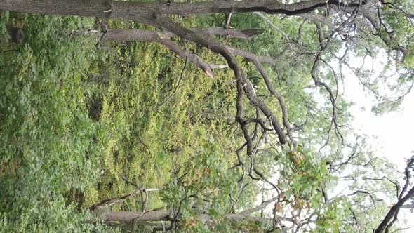 Aerial View of Green Forest in Summer