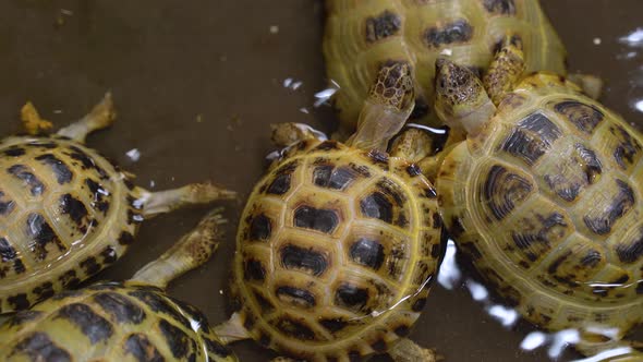 Land Turtles Are Emptied in Water. Zoo Turtles Swim in the Water.