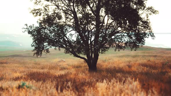 Iconic Oak Tree Casts a Long Shadow Into a Golden Hill