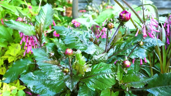 Unblown Buds Of Dahlia On The Background Of Green Leaves 