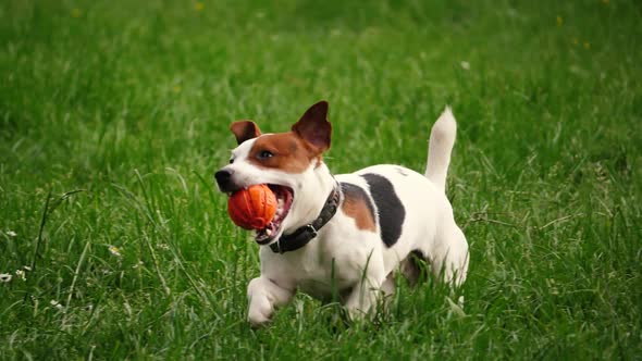 Cute Beagle puppy 3 months brings happy over the meadow with a red ball in slow motion