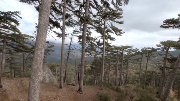 Aerial Shooting From High Speed Fpv Drone Flying Natural Forest Tree Tops Mountain and Endless Sea