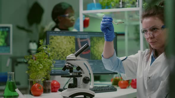 Scientist Researcher Examining Genetically Modified Green Leaf