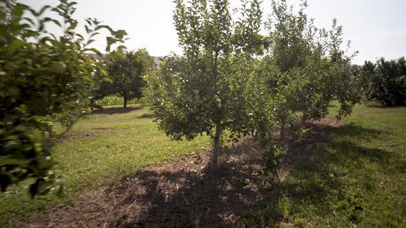 Steadicam camera moving through a backlit granny smith or golden delicious apple orchard.