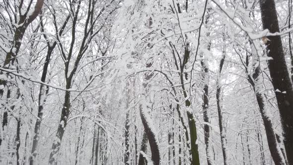 Winter park during a blizzard.