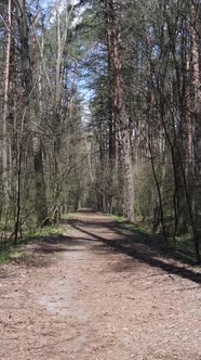 Vertical Video of a Road in the Forest Slow Motion