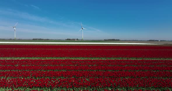 Field of Red and White tulips under spinning windmills and blue sky in northern Holland.
