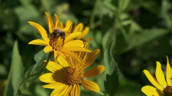 Bee Pollinates Wild Yellow Flower on Blurred Background