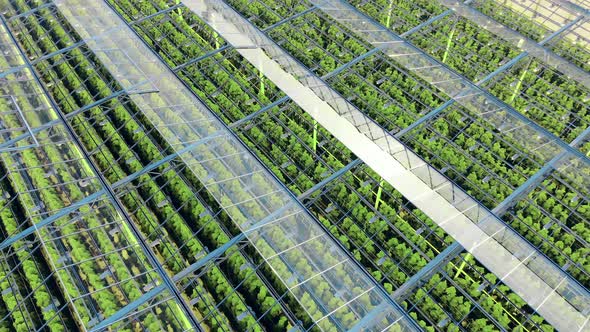 Top View of Green Plantations in a Glasshouse