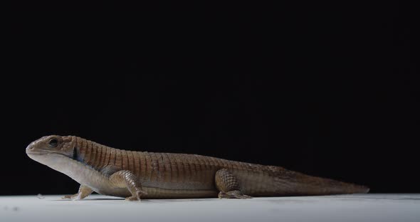 Exotic Lizard on a Spinning Table Northern Blue Tongue Skink Cute