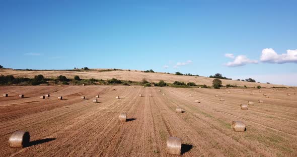 Wheat Field in the Countryside