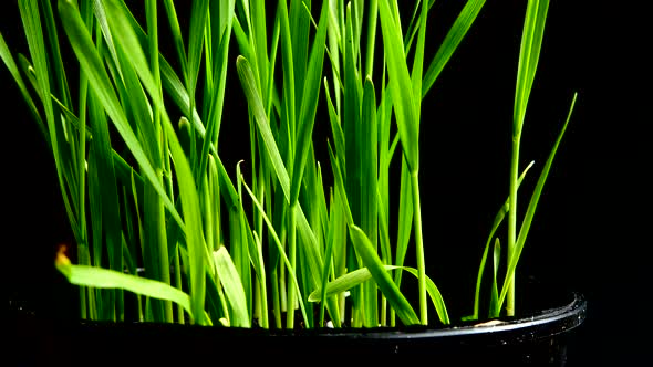 Sprouted grains of wheat on a black background.