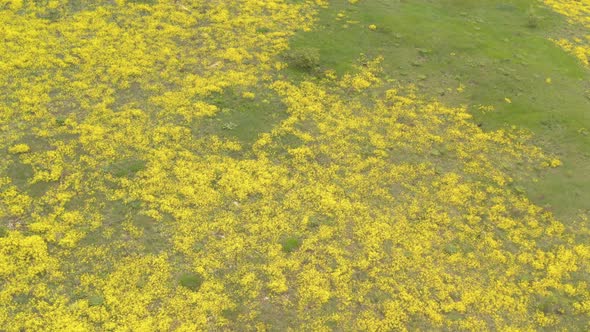 Field of Alyssum Aurinia saxatilis flower from above 4K drone video