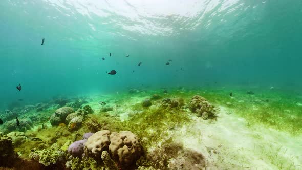 Coral Reef and Tropical Fish. Camiguin, Philippines