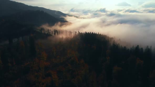 Aerial view: Amazing Thick Morning Fog Covering Mountains Spice and Spruce Forest.