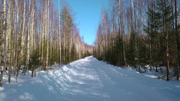 View of the winter forest