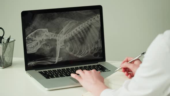 Doctor Veterinarian Examining Hedgehog Skeleton Roentgen on Laptop Computer