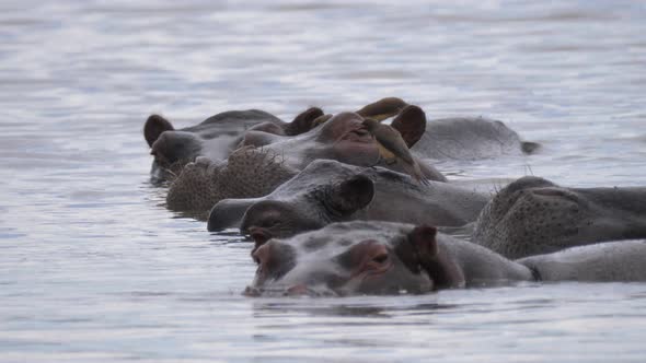 Yellow-billed oxpeckers eat ticks and other insects from the skin of hippos