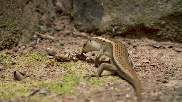 Lizard Eating Frog