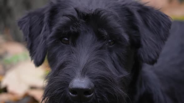 Front View of the Face of a Giant Schnauzer Dog on a Blurred Background of Yellow Foliage