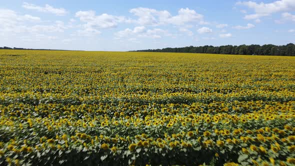 Field with Sunflowers in Summer Aerial View