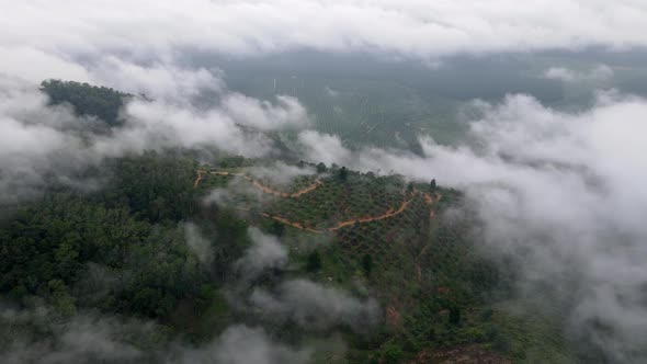 Aerial view plantation cover with low fog cloud