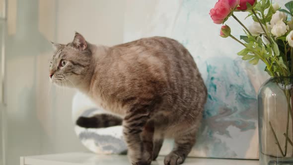 Cat Sitting on Shelf Closeup Scottish Fold Portrait